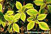 Cornus alternifolia 'WStackman' PP#11,287 leaves