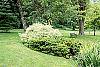 Cornus alba 'Variegata' habit