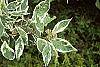Cornus alba 'Variegata' leaves