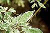 Cornus alba 'Variegata' leaves
