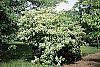 Cornus alternifolia habit