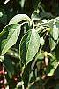 Cornus alternifolia leaves
