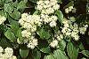 Cornus alternifolia flowers