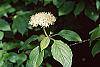 Cornus alternifolia flowers