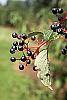 Cornus alternifolia fruit