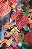 Cornus alternifolia fall color