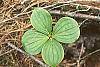 Cornus canadensis leaves