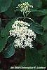 Cornus controversa flowers