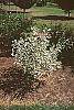 Cornus controversa 'Variegata' habit
