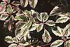 Cornus controversa 'Variegata' leaves