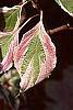Cornus controversa 'Variegata' leaves