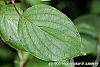 Cornus drummondii leaves