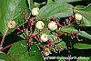 Cornus drummondii fruit