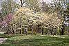 Cornus florida habit
