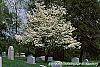 Cornus florida habit