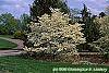 Cornus florida habit