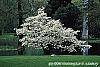 Cornus florida