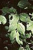 Cornus florida leaves