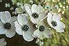 Cornus florida flowers