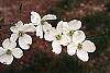 Cornus florida flowers