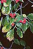 Cornus florida fruit