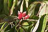 Cornus florida fruit