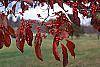 Cornus florida fruit