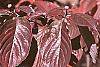 Cornus florida fall color