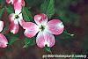 Cornus florida 'Cherokee Brave' flowers
