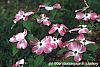 Cornus florida 'Cherokee Brave' flowers