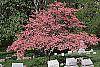 Cornus florida 'Cherokee Chief' habit