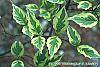 Cornus florida 'Cherokee Daybreak' leaves