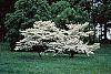Cornus florida 'Cloud 9' habit