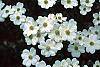 Cornus florida 'Cloud 9' flowers