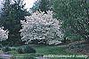 Cornus florida 'Cherokee Princess' habit