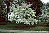 Cornus florida 'First Lady' habit