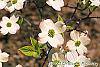 Cornus florida 'First Lady' flowers