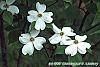 Cornus florida 'Ozark Spring' flowers