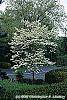 Cornus florida 'Pluribracteata' habit