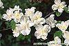 Cornus florida 'Pluribracteata' flowers