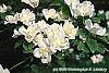 Cornus florida 'Pluribracteata' flowers