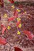Cornus florida 'Poinsett' fruit