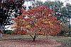 Cornus florida 'Poinsett' fall color