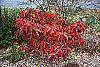 Cornus florida 'Pygmy' fall color