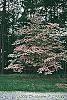 Cornus florida 'Royal Red' habit