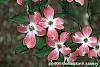 Cornus florida 'Royal Red' flowers