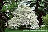Cornus florida 'Spring Grove' habit