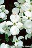 Cornus florida 'Spring Grove' flowers