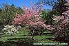 Cornus florida 'Sweetwater Red' habit