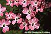Cornus florida 'Sweetwater Red' flowers